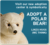 Symbolically adopt a polar bear